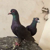 کفتر نرو ماده کلاغ گوهک کرمانی خوشکل رگدار زمانتی