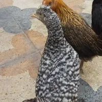 جوجه مرغ ژاپنی گلپایگانی رسید