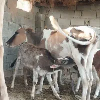گاو