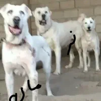 فروش سگ الابای نر نگهبان روسی ژرمن قدرجونی نگهبان