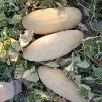 خربزه مشهدی