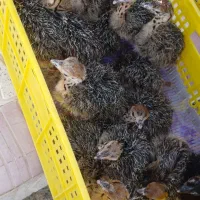 شترمرغ هچری جوجه