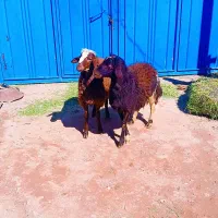 بره قوچ تخمی|حیوانات مزرعه|فیروزآباد (لرستان), |دیوار