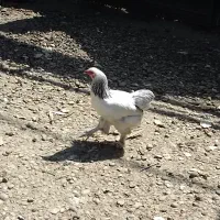 فروش 3 عددمرغ وخروس پاپری