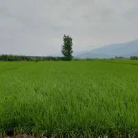 نشا انجام می شود