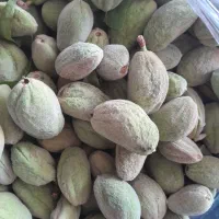 بادام تازه با پوست و مغز خوب