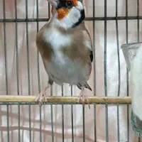 سهره چونه سفید