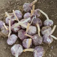 سیر بذری شاهیندژ|عمده‌فروشی|شاهین دژ, |دیوار