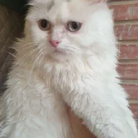 گربه پرشین