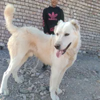 سلام طوله سگ اصل ونصب دار