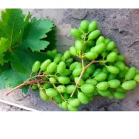 غوره