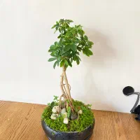 بونسای|گل و گیاه طبیعی|خمینی‌شهر, |دیوار