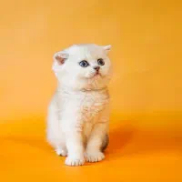 دهکده سیلور بریتیش