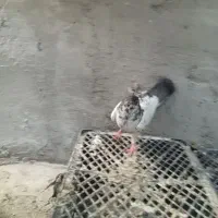 کبوتر پامستانی