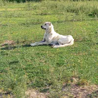 سگ ماده