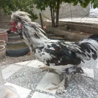 خروس سلطانی