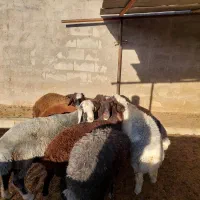 بره نر ۴۰ تا ۵۰ کیلو