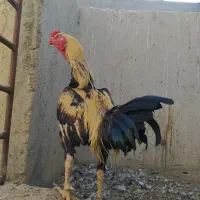 مرغ وخروس