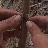 پیوند توت ومرکبات