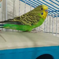 مرغ عشق سبز