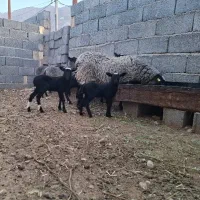1 جفت بره شیری نر‌ و ماده رومانف فرانسوی اصیل