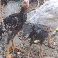 فروش مرغ و خروس