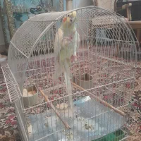 عروس هلندی با قفس