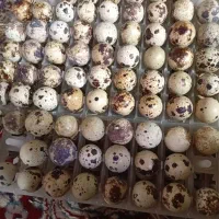 تخم بلدرچین ژاپنی نطفه دار نوراحمدی