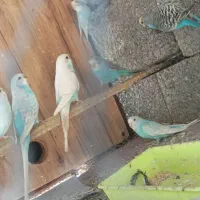 مرغ عشق