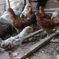 جوجه محلی اصیل واورگانیک