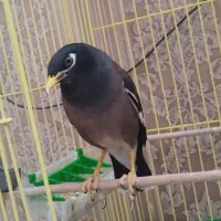 مرغ مینا سخنگو سالم و جوجه