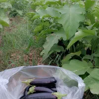 بادمجان ارگانیک بدون دانه