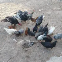 بوقلمون نر و ماده