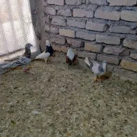 کبوتر|پرنده|کوهین, |دیوار