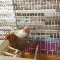 ۱ جفت فنچ کینک اورنج اصیل مولد