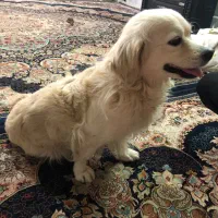 سگ پیدا شده