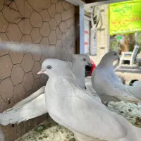 سفید چش سفید کلاهی