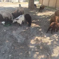 بره علف خور