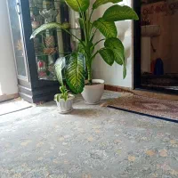 گل دیفن باخیا طبیعی