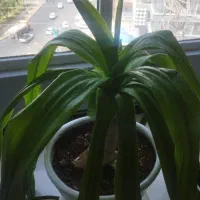 منشی خانم مجرد پاره وقت