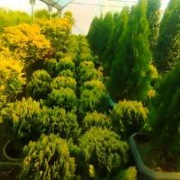 خدمات باغبانی احمدی سرویس به تمام نقاط تهران