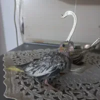 جوجه عروس هلندی