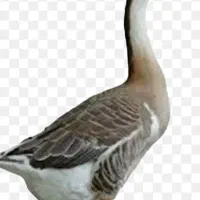 یک جفت قوغاز