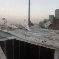 کبوتر تهرانی