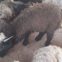 بره نر تکی و عمده