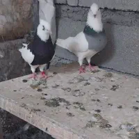 کبوتر طوقی