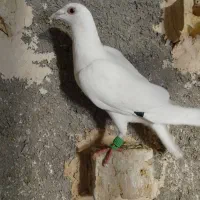 کفتربومب سفید