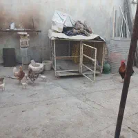 قفس برا مرغ
