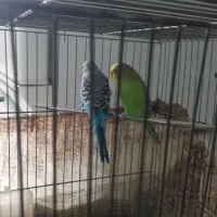 مرغ عشق