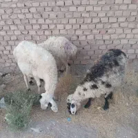 4عدد میش جوان ابست